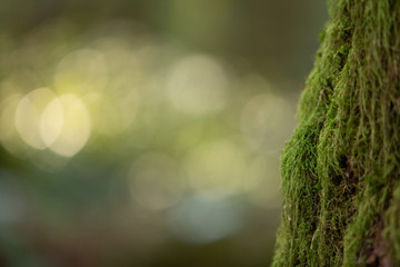 Edge of mossy green tree trunk