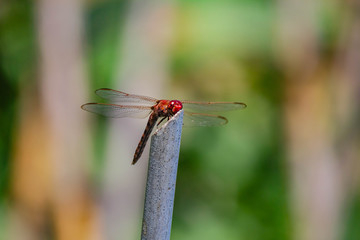 Closeup of a red-colored red male darter (Sympetrum sanguineum) resting