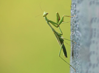 Praying Mantis Mantodea