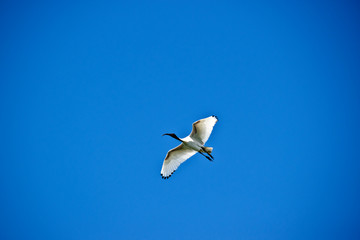 a white ibis in the sky
