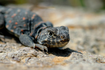 Common collared lizard