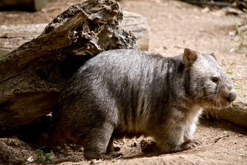 a common wombat rubbing against a log