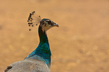 Obraz premium Peahen
