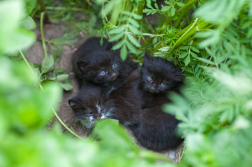 abandoned black kittens, kittens are waiting for mom, help homeless animals