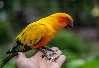 Sun conure parrot eating hand