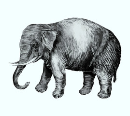 Elephant in vintage style