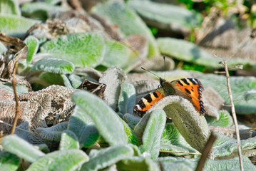 Schmetterling , Kleiner Fuchs 