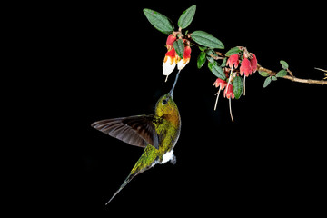 Golden-breasted Puffleg Hummingbird (Eriocnemis mosquera), Ecuador