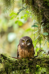 Cloud Forest Pygmy Owl (Glaucidium nubicola), Ecuador