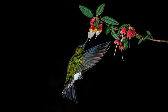 Golden-breasted Puffleg Hummingbird (Eriocnemis mosquera), Ecuador