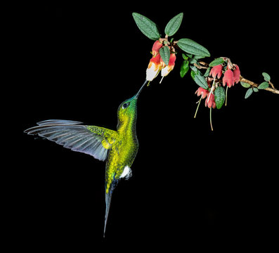 Golden-breasted Puffleg Hummingbird (Eriocnemis mosquera), Ecuador