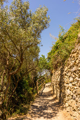 Fototapeta na wymiar Italy, Cinque Terre, Corniglia, FOOTPATH AMIDST TREES AGAINST SKY