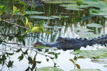 alligator in a Aningha trail everglades swamp 
