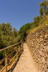 Italy, Cinque Terre, Corniglia, a path with trees on the side of a fence