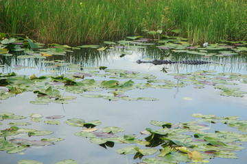 Alligator in Aningha trail everglades