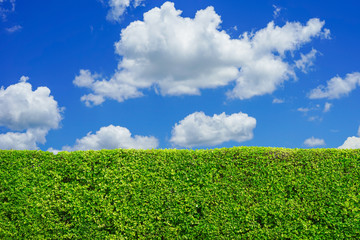 green tree wall with blue sky and white fluffy cloud - Powered by Adobe