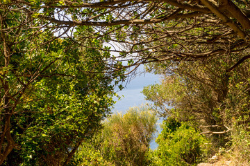 Italy, Cinque Terre, Corniglia, LOW ANGLE VIEW OF TREES IN FOREST AGAINST SKY