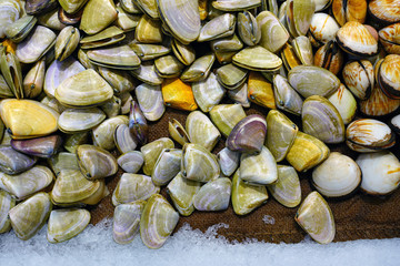 Fresh pipi shell (Paphies australis) for sale at a fish market in Sydney, Australia