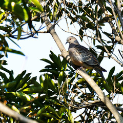 turtle dove