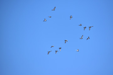 上空を飛ぶ鳩