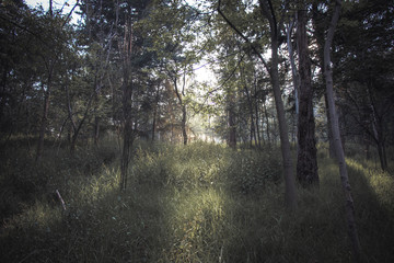 Bosque ilumionado