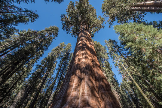 sequoia trees © Lucia Figueredo