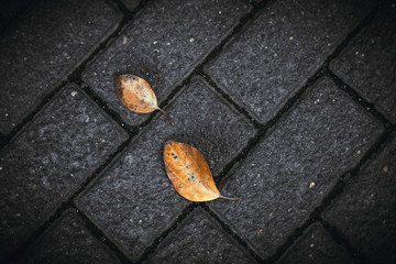 Fallen leaves drifting on the slate © 一座城池 一座城池