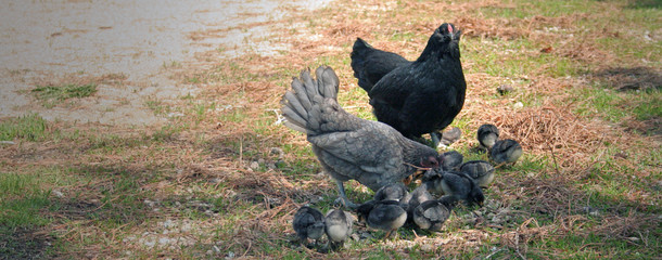hens with chicks scratching grass