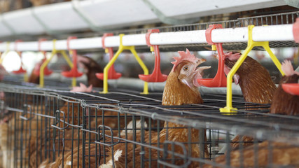 Chicken drink water in farm, eggs and poultry production