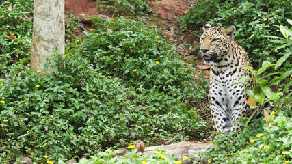 Leopard sitting, Close up.