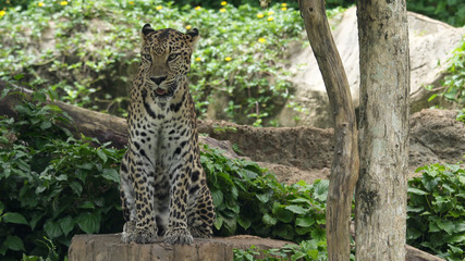 Fototapeta na wymiar Leopard sitting, Close up.