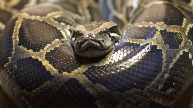 Thai python snake, head close up.