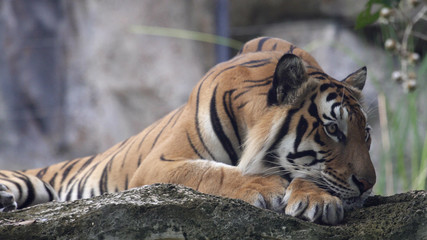A tiger male, lying and calm looking around.