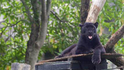 Black leopard lying and calm looking around.