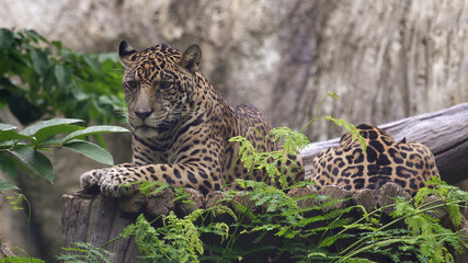 Jaguar resting, lying and calm looking around.