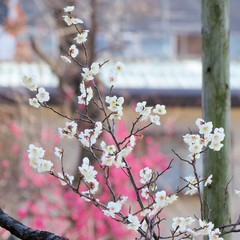 梅の花