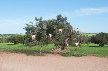 tree with sheeps