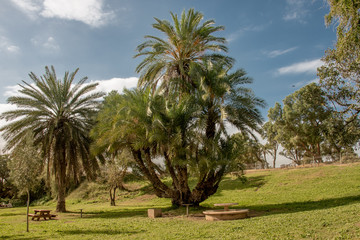 Obraz premium Sunny day off in the city park. Ashkelon.
