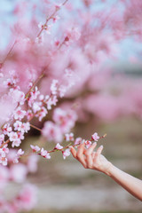 hand of young lovely blonde woman in spring pink pastel flowers
