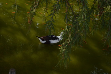 PATO EN LA NATURALEZA