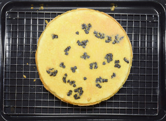 Butter cake with chocolate chip topping