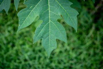 leaves 