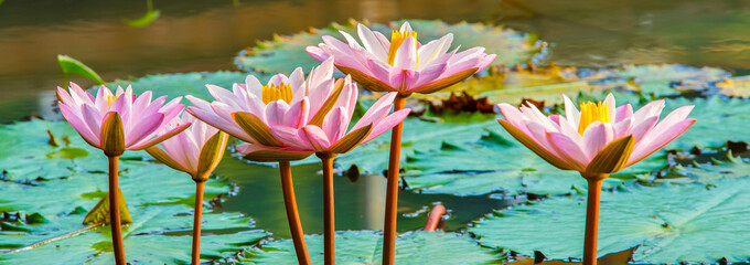 Beautiful Lotus in Thailand.13