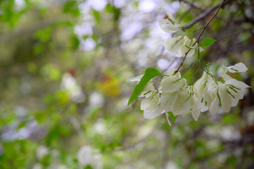 white flower close up tree bokeh burr background