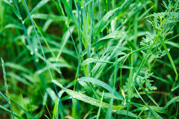 green grass in the field on the background of unfocused green grass.