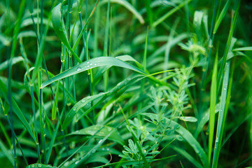 green grass in the field on the background of unfocused green grass.