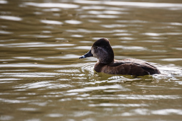 Wild duck on the water in bird sanctuary.