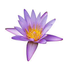 The purple lotus isolated on black background