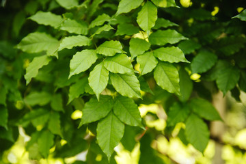 fresh and green leaves in the park.