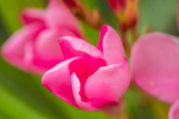 Beautiful world with colorful flowers.22